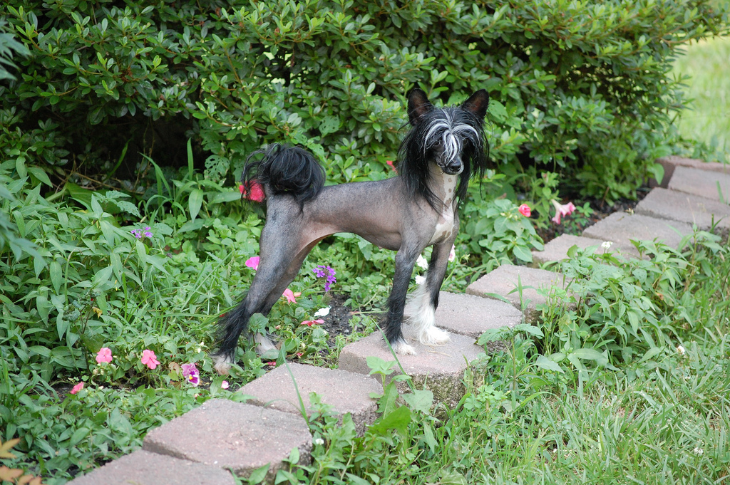 Perro crestado chino en el jardín