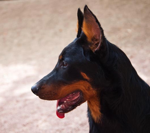 aspecto de los perros de raza Beauceron
