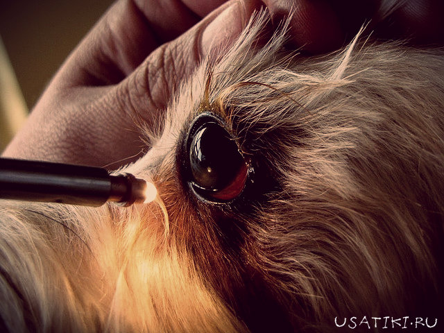 Keratitis beim Hund - Behandlung