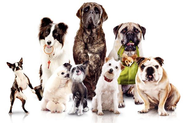 selección de cachorro, cómo elegir un cachorro, criadero, elegir una mascota, carácter del cachorro