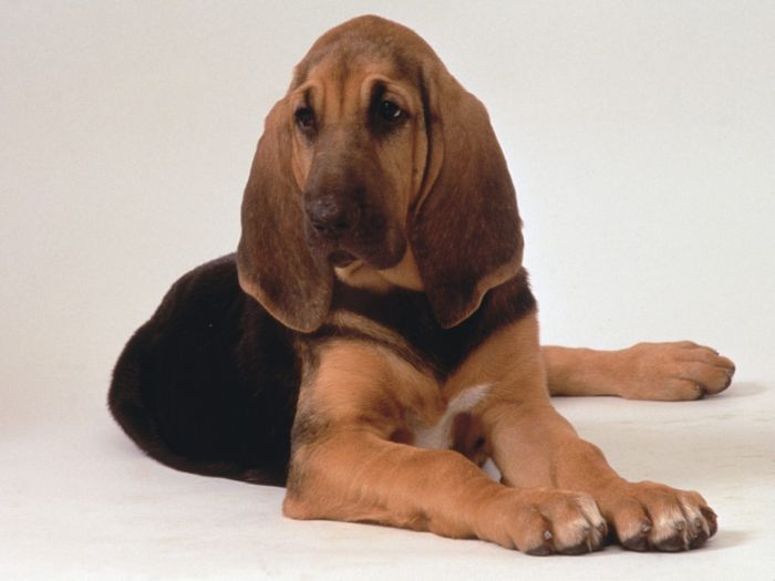 foto de Bloodhound