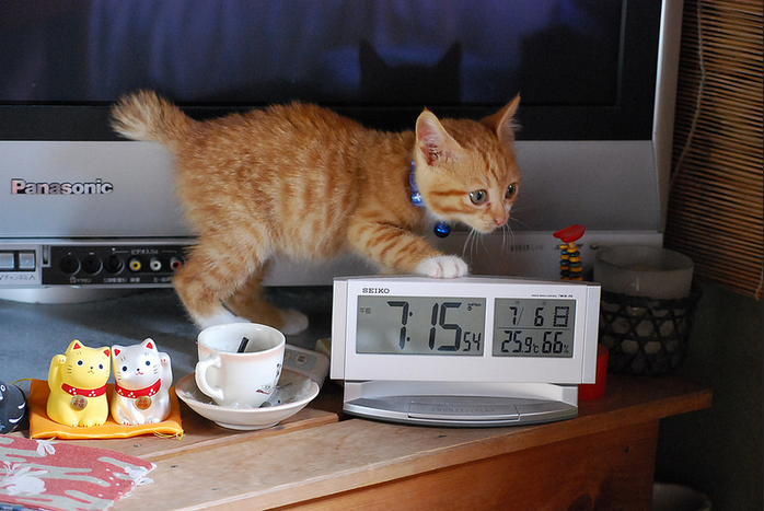 Carácter del bobtail japonés