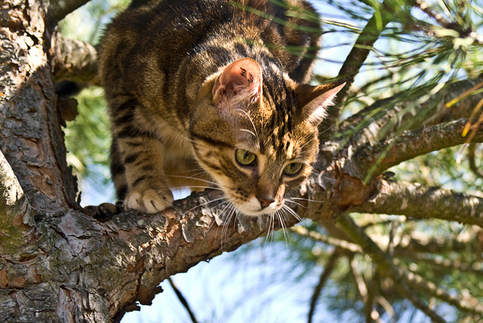 Gato europeo de pelo corto (gato celta)