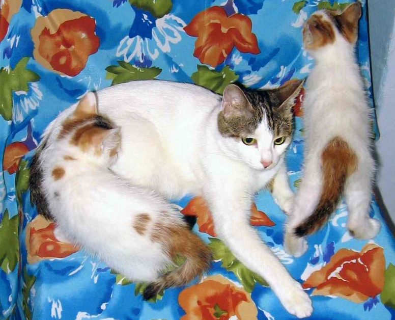 gato anatolio con gatito