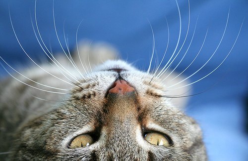 bigotes de gato