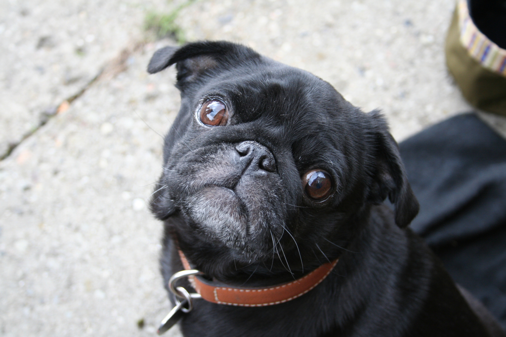 carlino negro