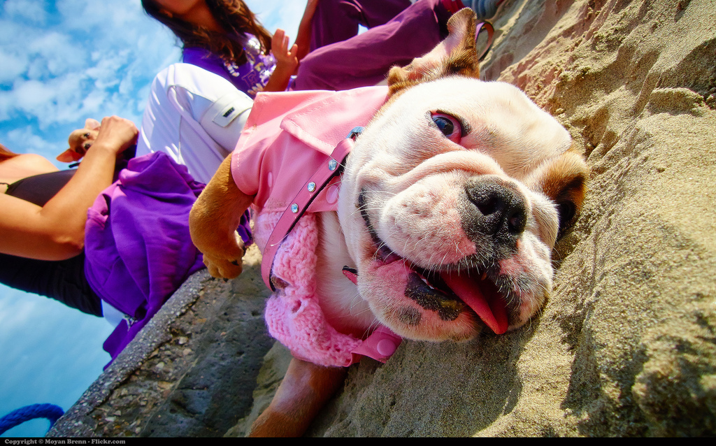 Bulldog inglés en la playa