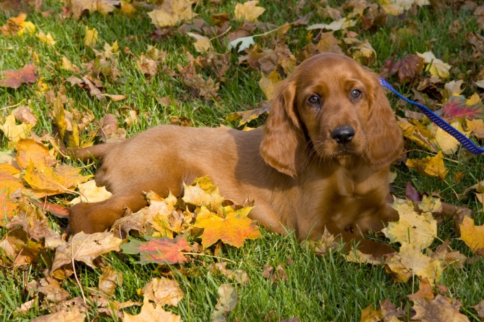 cachorro de setter irlandés