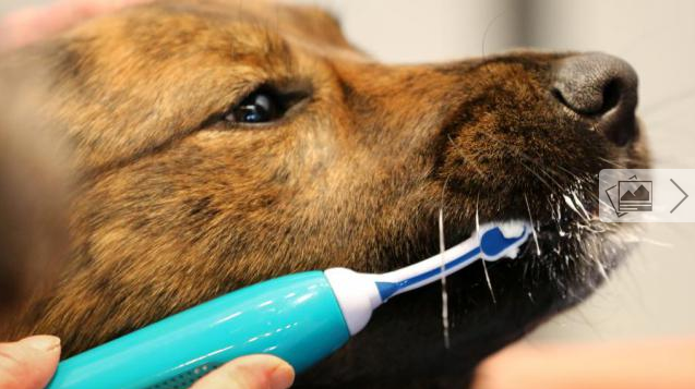 cepillo para perros Emmi Ultrasonic