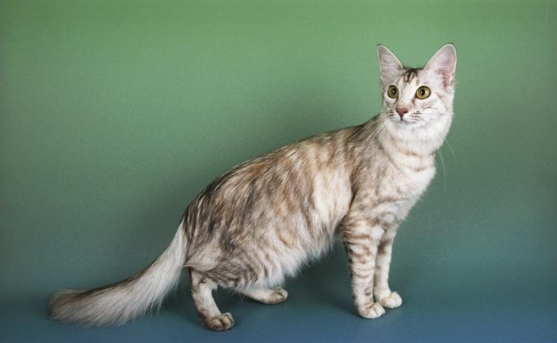 Apariencia del gato javanés