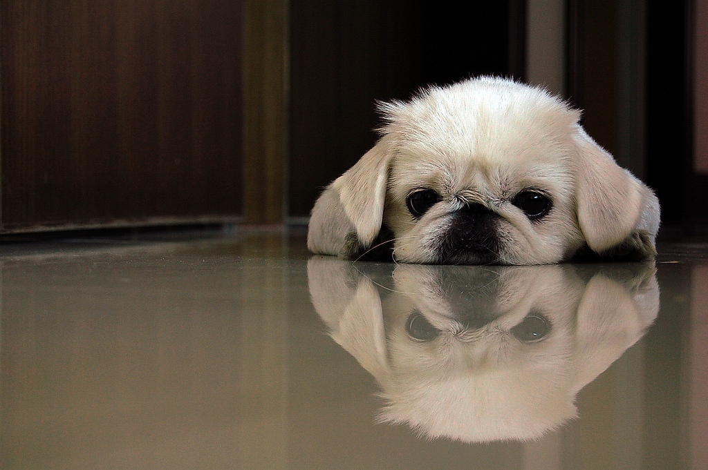 Cachorro de pekinés