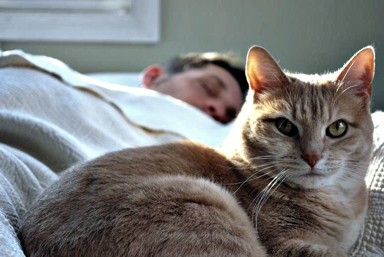 El gato duerme sobre la persona