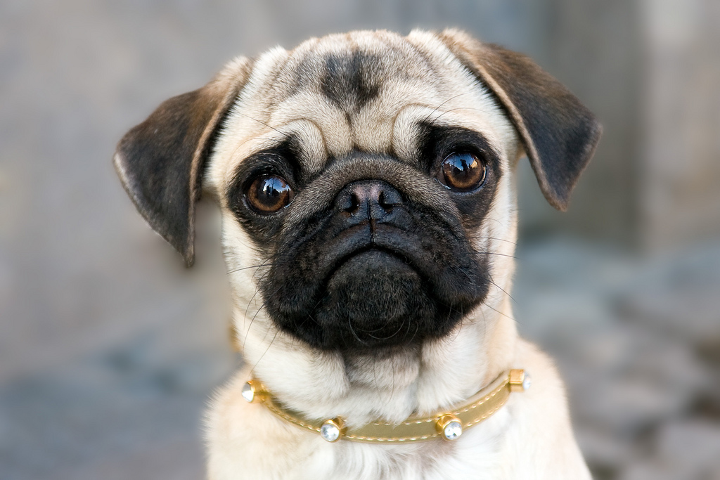 pug joven