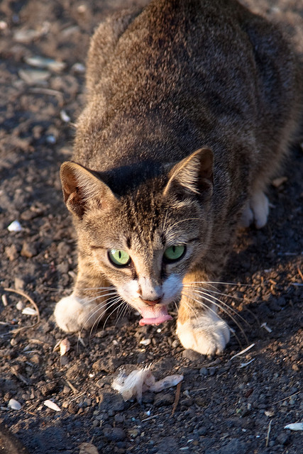 vómito en la gata