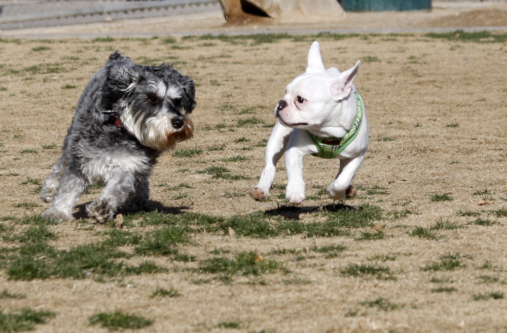 Bulldog francés jugando