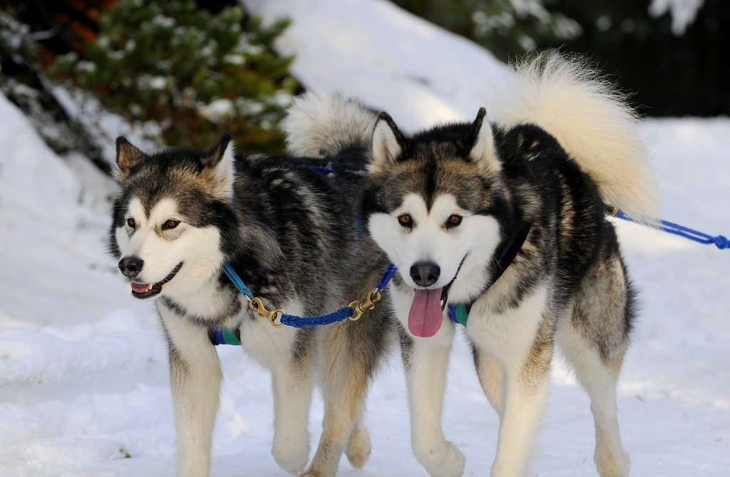 huskies siberianos en trineo