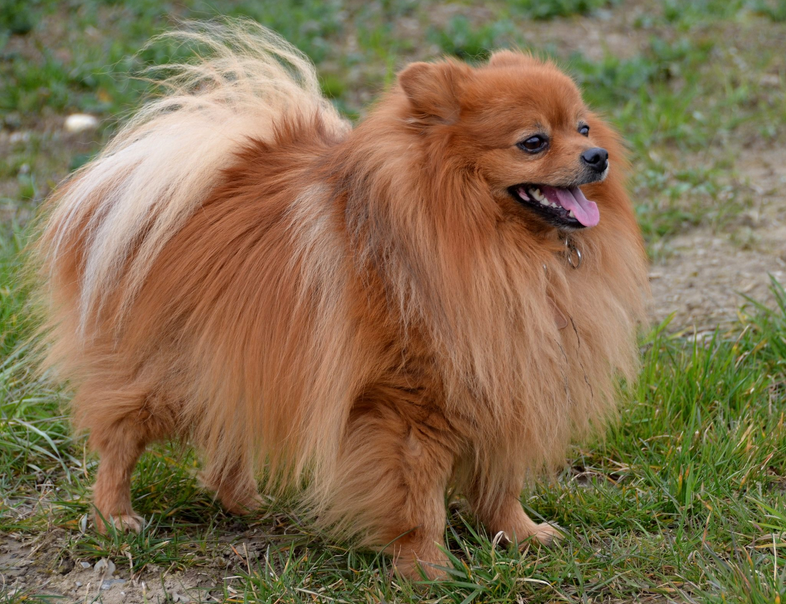 perros de raza Mittelspitz