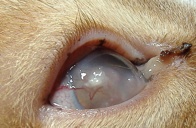 Queratitis en gatos