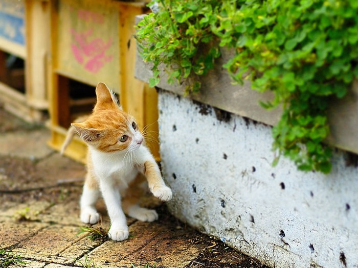 dónde encontrar un gatito, dónde conseguir un gatito, gatito de la calle, tener un gatito, gatito de particulares