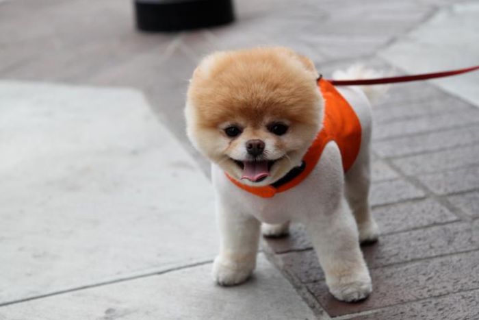 Spitz Pomerania, criadero, datos interesantes
