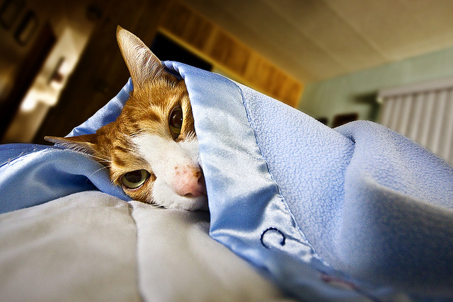 Tratamiento de un gato con úlcera gástrica