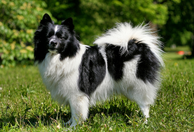 Spitz alemán mediano