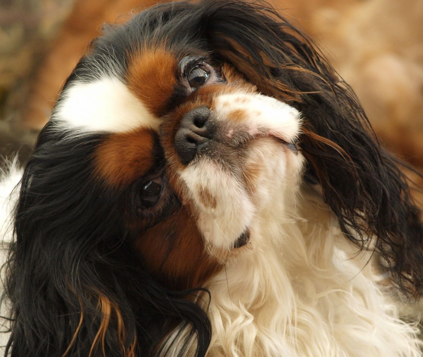 King Charles