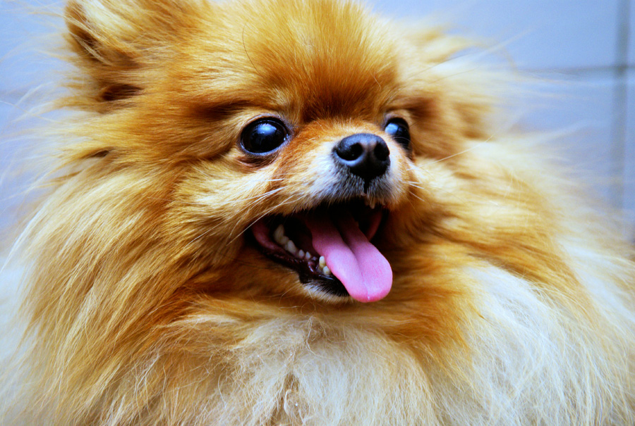 corte de pelo para perros