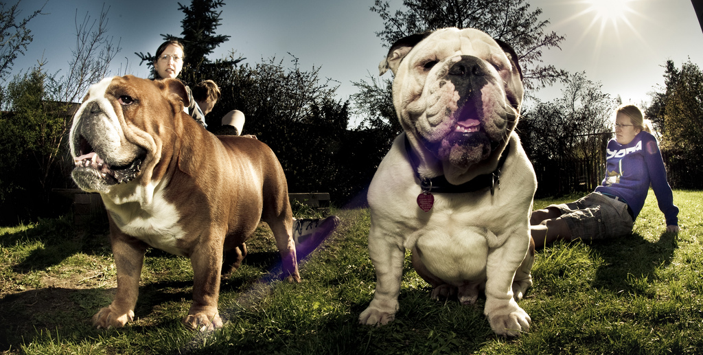 Bulldogs ingleses