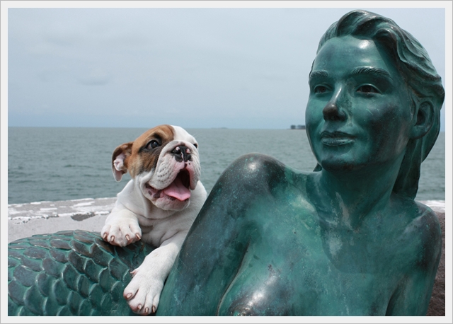 Bulldog Inglés: foto con una sirena