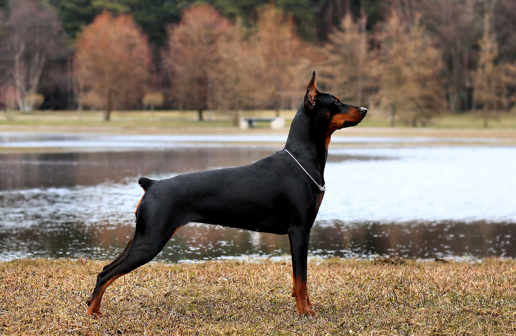 Pinscher alemán