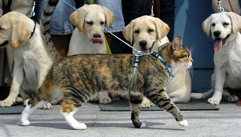 ¿Es necesario pasear a la gata?