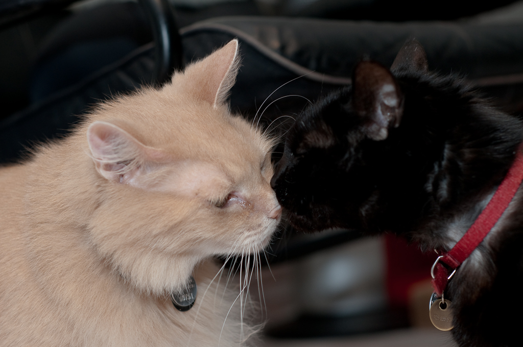 El encuentro del gato y la gata