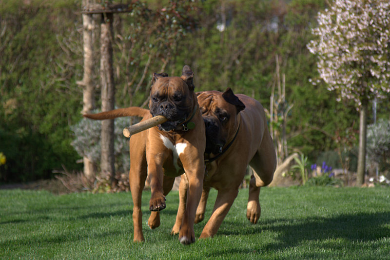 perros de raza Bullmastiff