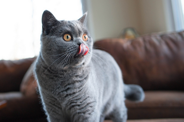 el gato doméstico grande más popular en Rusia