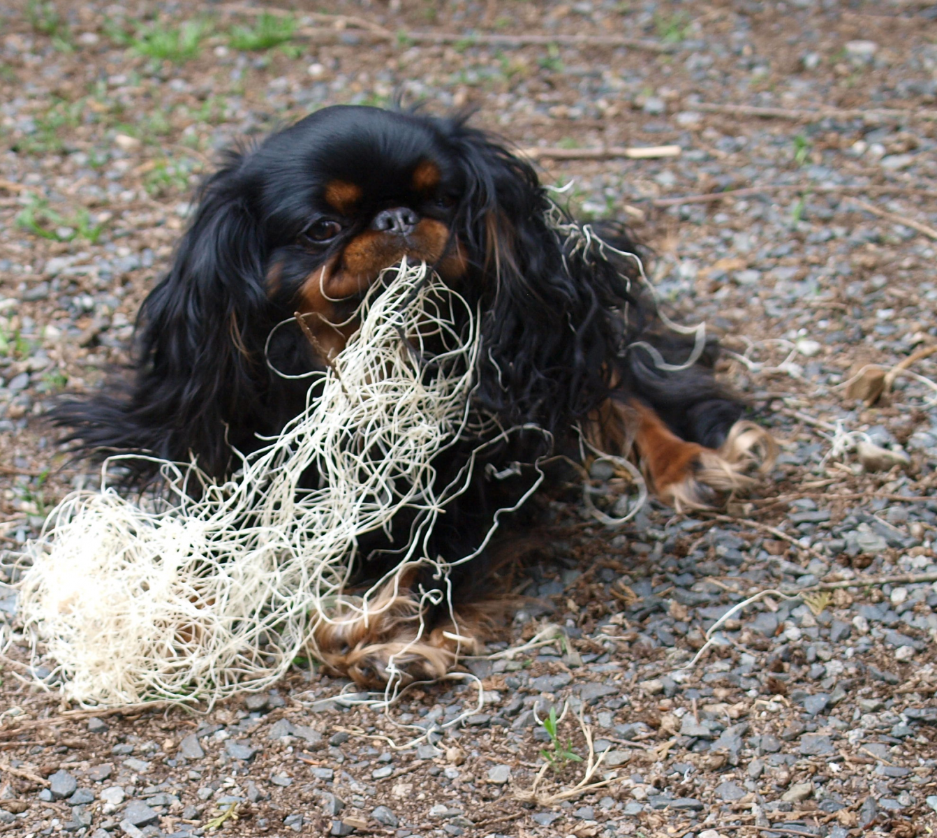 King Charles