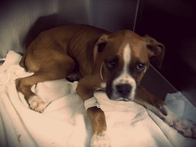 enteritis en perros