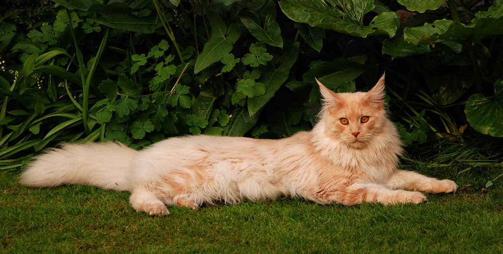 Cremefarbene Maine Coon