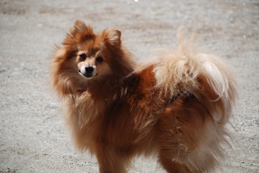 Spitz alemán