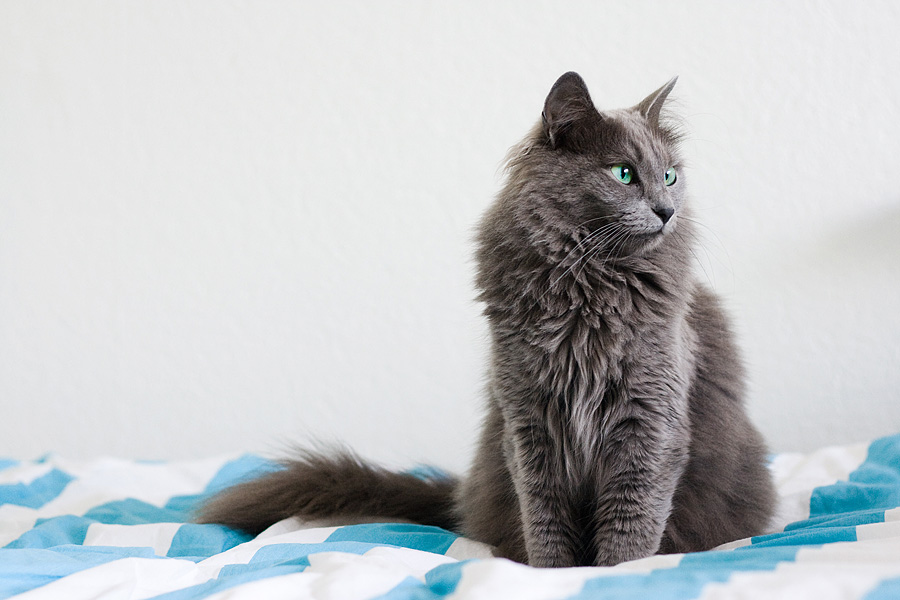 Características generales de los gatos de raza Nibelung