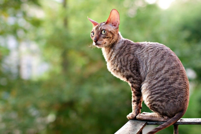 Cornish Rex-Katzen