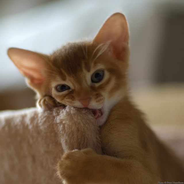 Al gatito le están saliendo los dientes