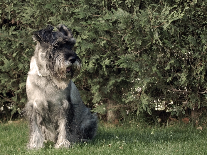 schnauzer mediano