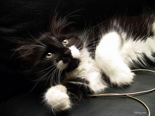 Maine-Coon-Katze mit weißen Abzeichen