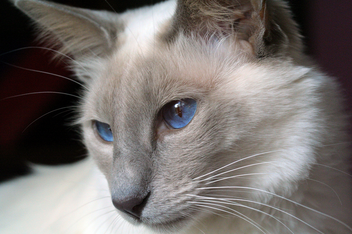 gato balinés en primer plano