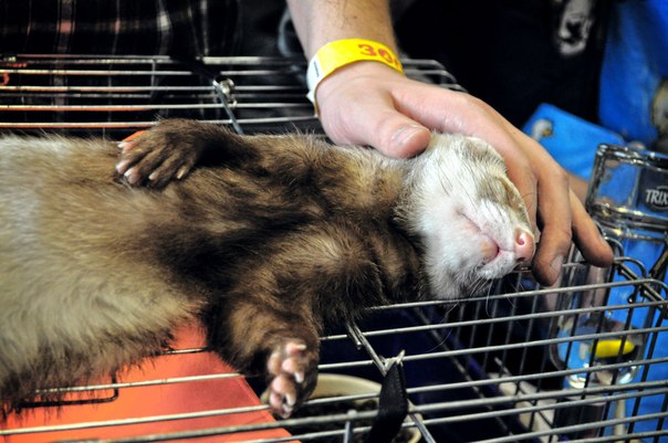 zooshow, exposición de animales, adónde ir en San Petersburgo