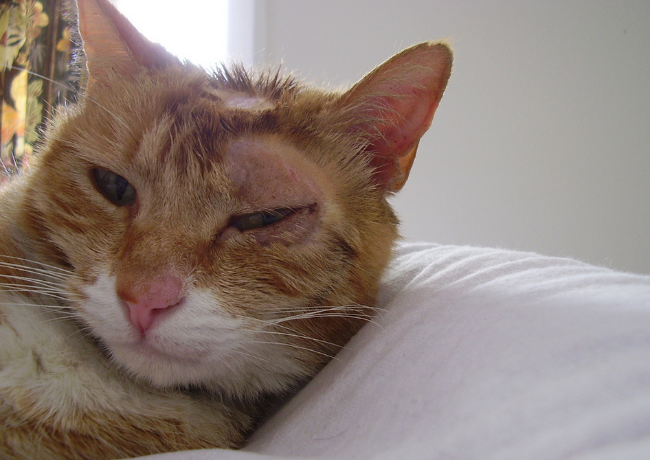 Tiña en gatos sobre el ojo