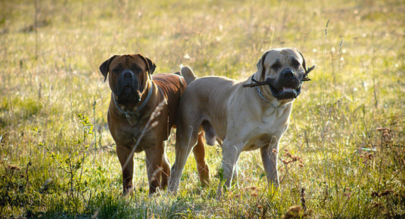 Boerboels sudafricanos