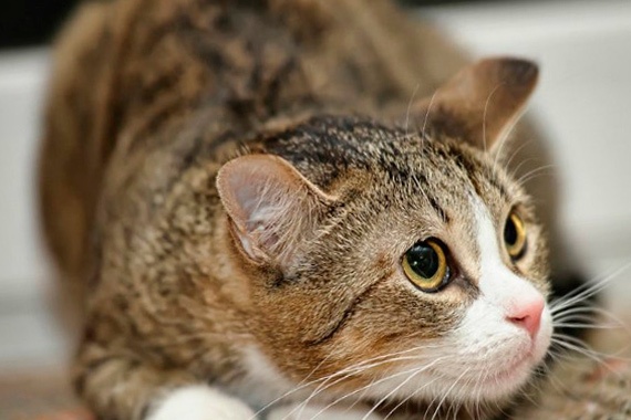 ¿siente estrés el gato?