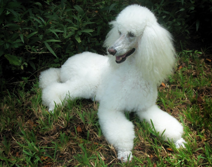 corte de pelo para perros
